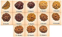 2 Mukhi to 13 Mukhi