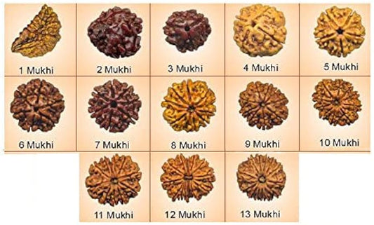 2 Mukhi to 13 Mukhi