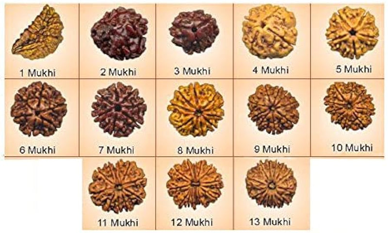2 Mukhi to 13 Mukhi