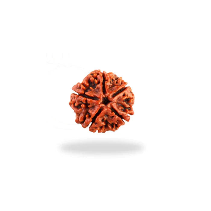 Rudraksha