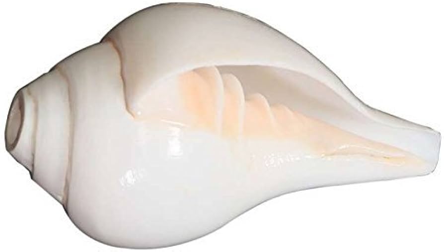 Vamvarti Shankh (Blowing or Bajne Wala)