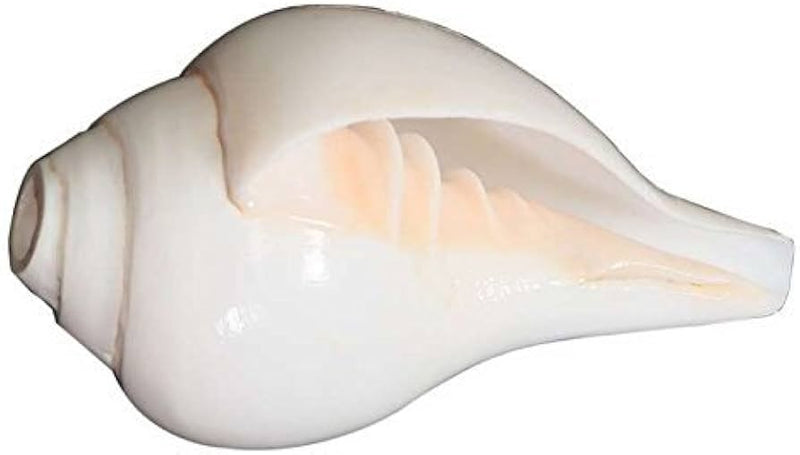 Vamvarti Shankh (Blowing or Bajne Wala)